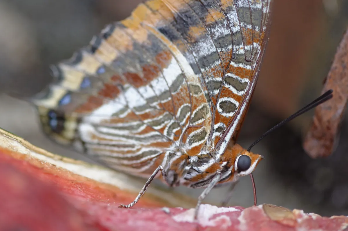 Papillon sauvage posé sur la végétation — photographie d’Yvon JACQUES