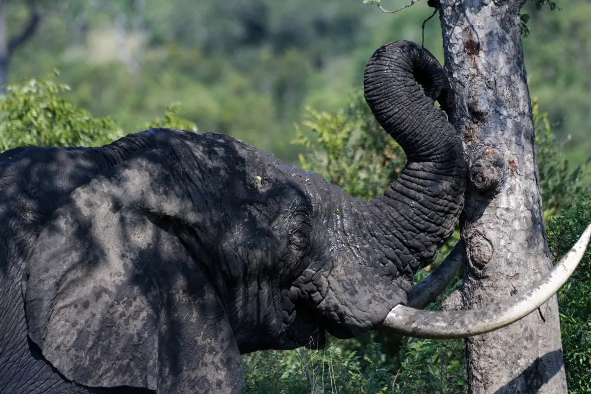Faune, paysage ou rencontre en Afrique du Sud — photographie d’Yvon JACQUES