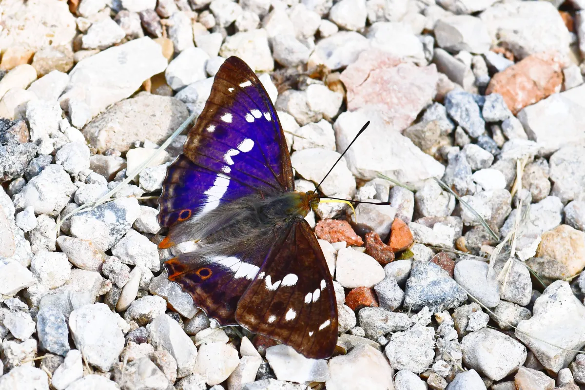 Papillon sauvage posé sur la végétation — photographie d’Yvon JACQUES