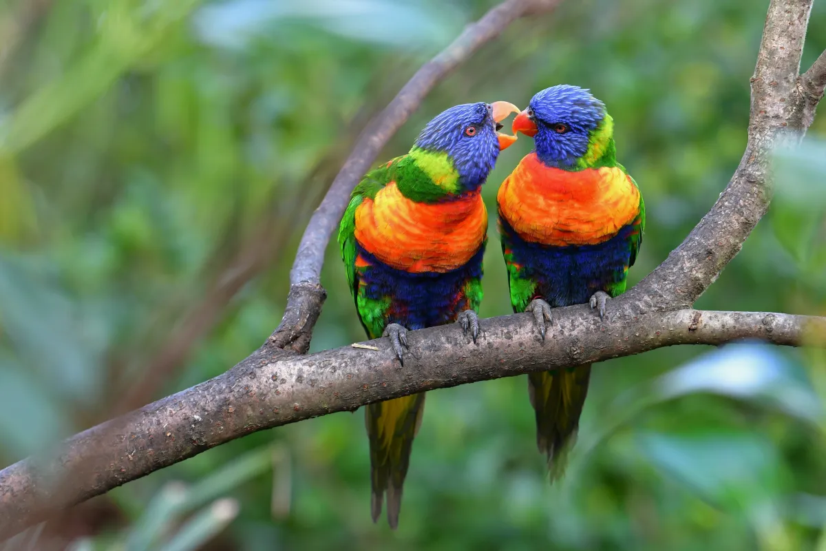 Oiseau sauvage dans son milieu naturel — photographie d’Yvon JACQUES