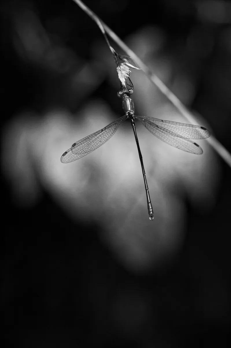 Photographie en noir et blanc jouant avec les ombres et la lumière — photographie d’Yvon JACQUES