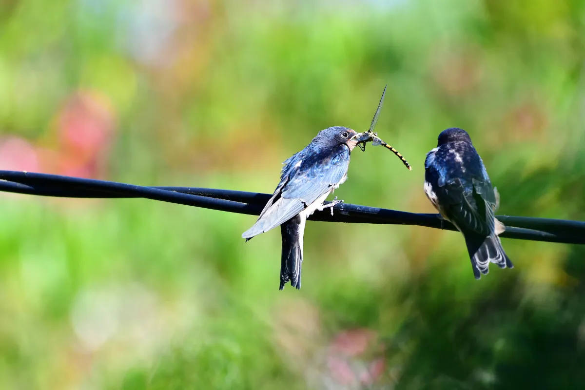 Oiseau sauvage dans son milieu naturel — photographie d’Yvon JACQUES