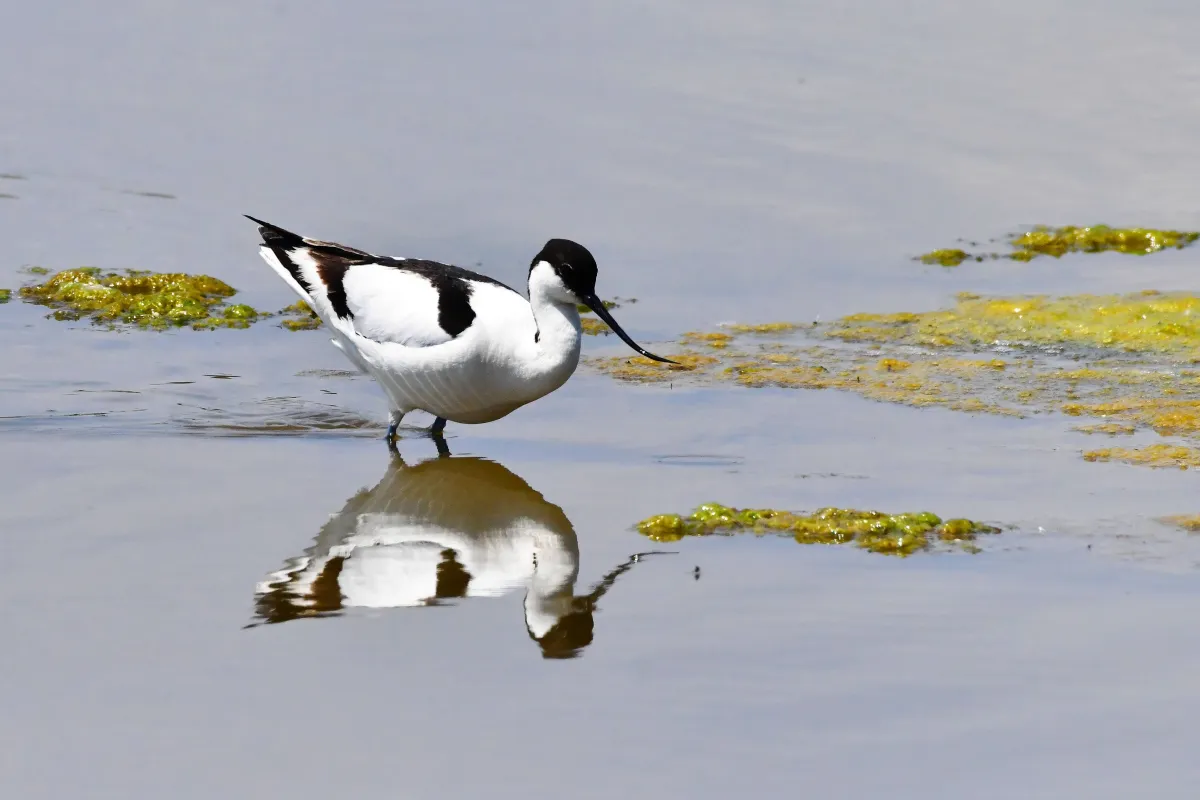 Oiseau sauvage dans son milieu naturel — photographie d’Yvon JACQUES