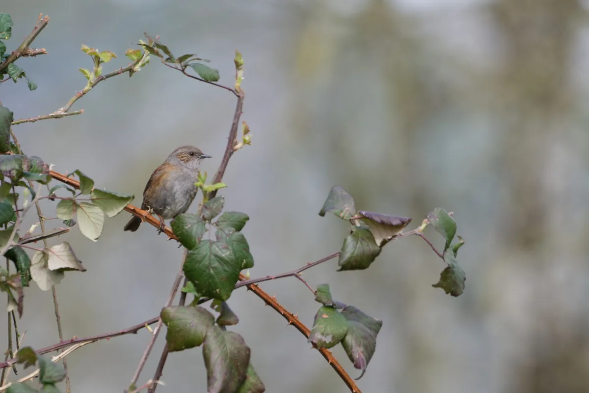 Oiseau sauvage dans son milieu naturel — photographie d’Yvon JACQUES