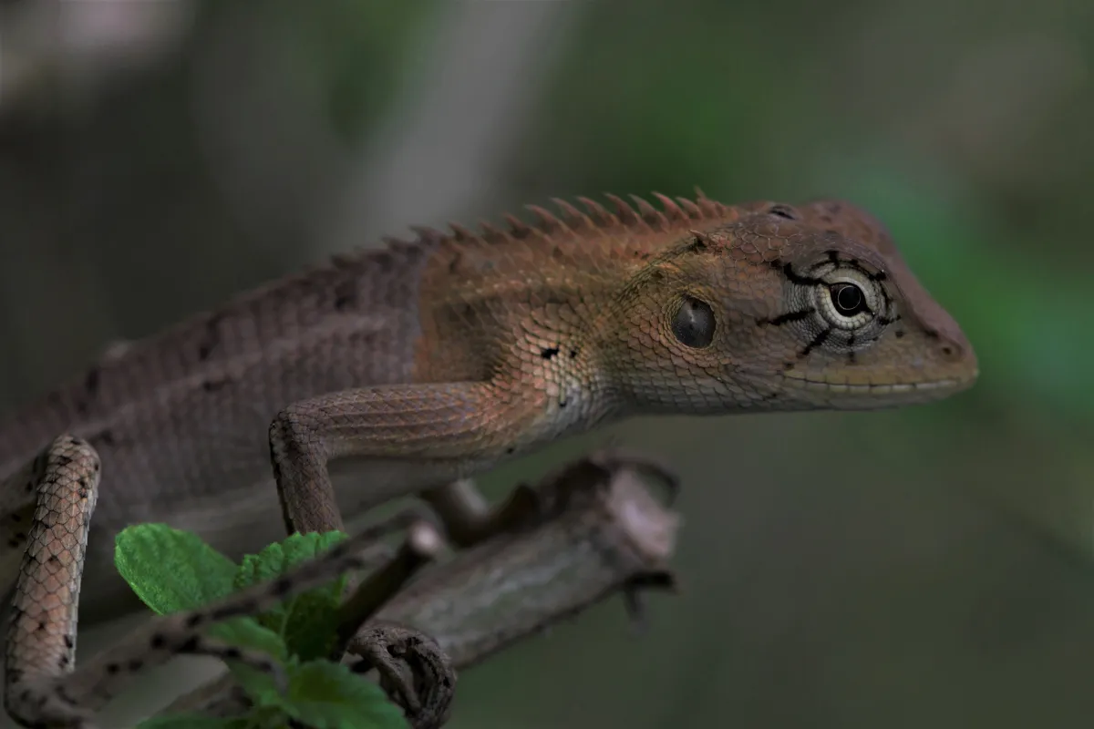 Lézard sauvage dans son habitat — photographie d’Yvon JACQUES
