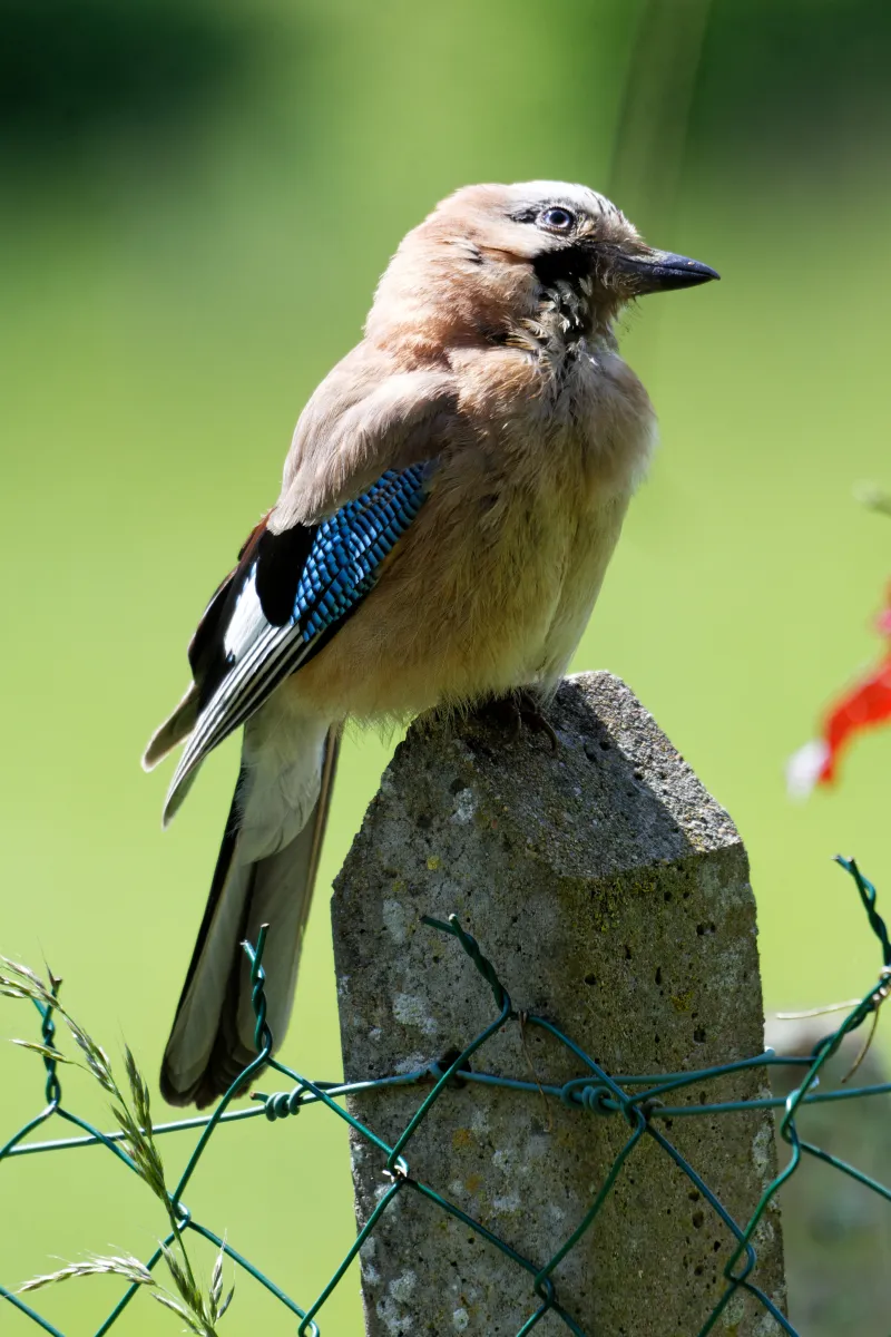 Oiseau sauvage dans son milieu naturel — photographie d’Yvon JACQUES