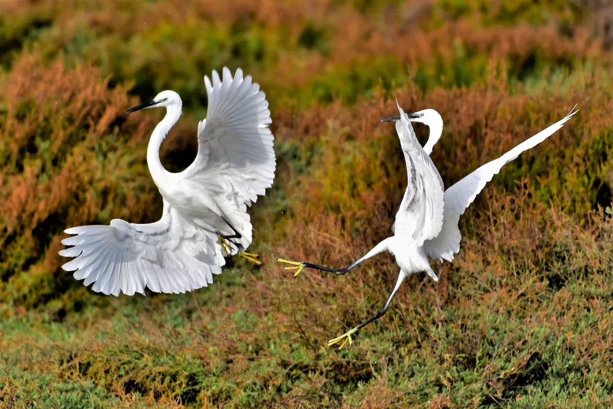 Oiseau sauvage dans son milieu naturel — photographie d’Yvon JACQUES