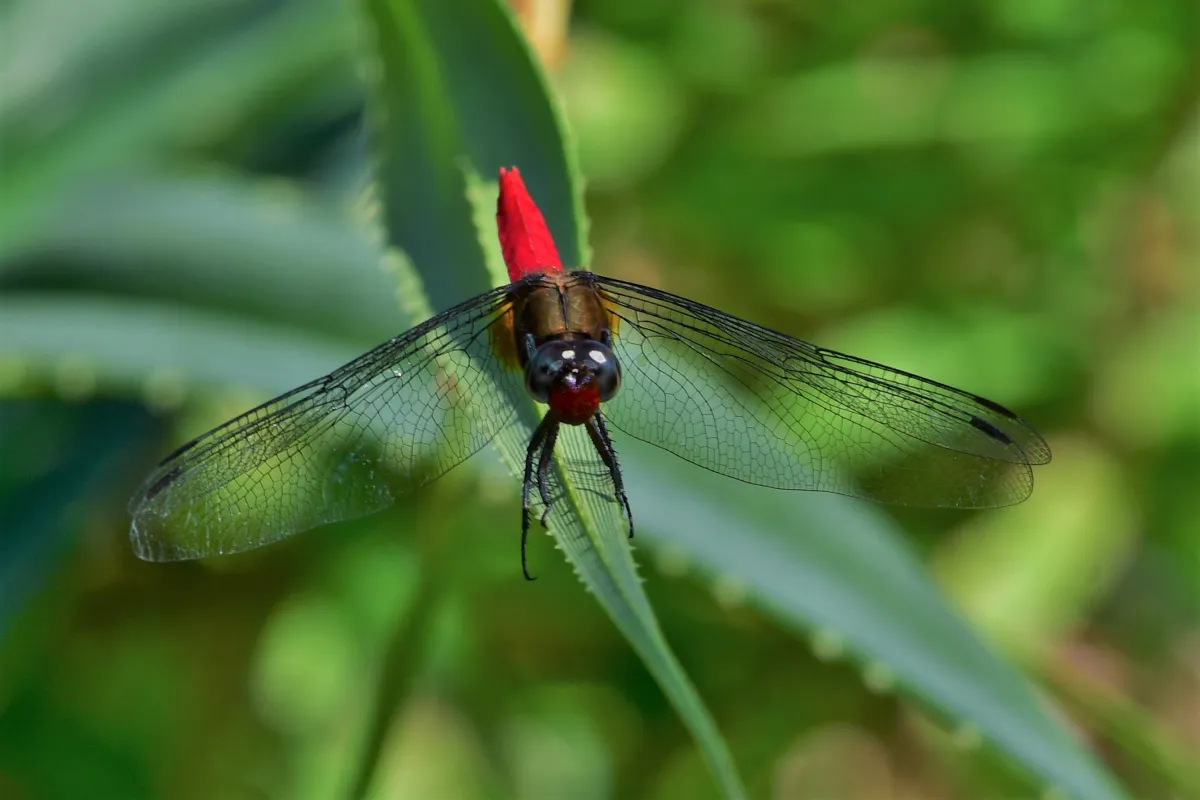 Libellule du Vietnam dans un milieu tropical — photographie d’Yvon JACQUES