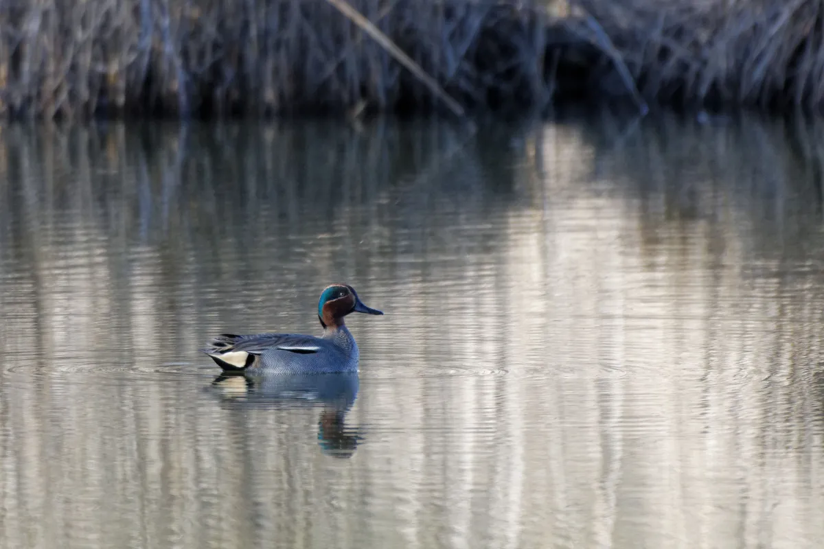 Oiseau sauvage dans son milieu naturel — photographie d’Yvon JACQUES