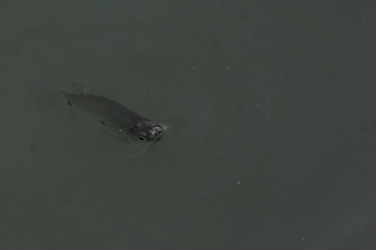 Poisson photographié sous la surface — photographie d’Yvon JACQUES