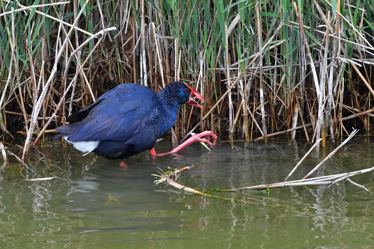 Oiseau sauvage dans son milieu naturel — photographie d’Yvon JACQUES