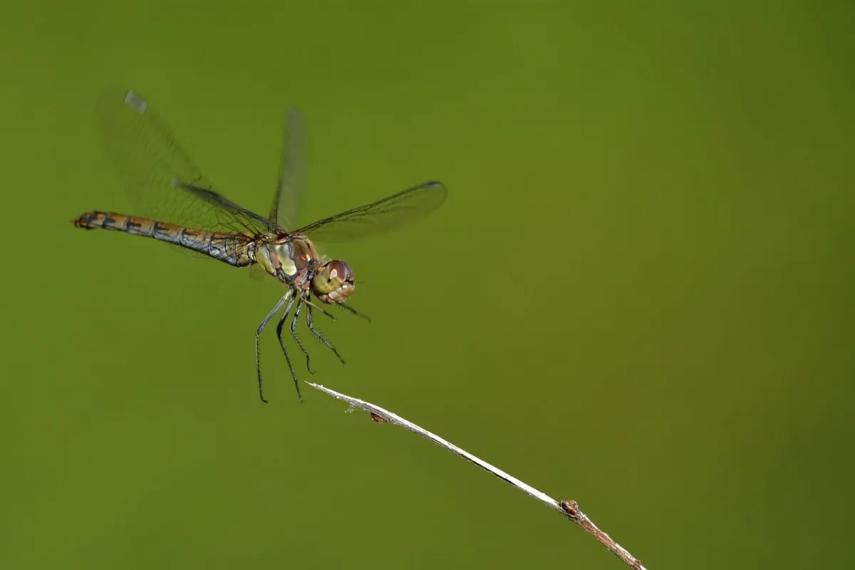 Libellule en vol, en ponte ou au repos — photographie d’Yvon JACQUES