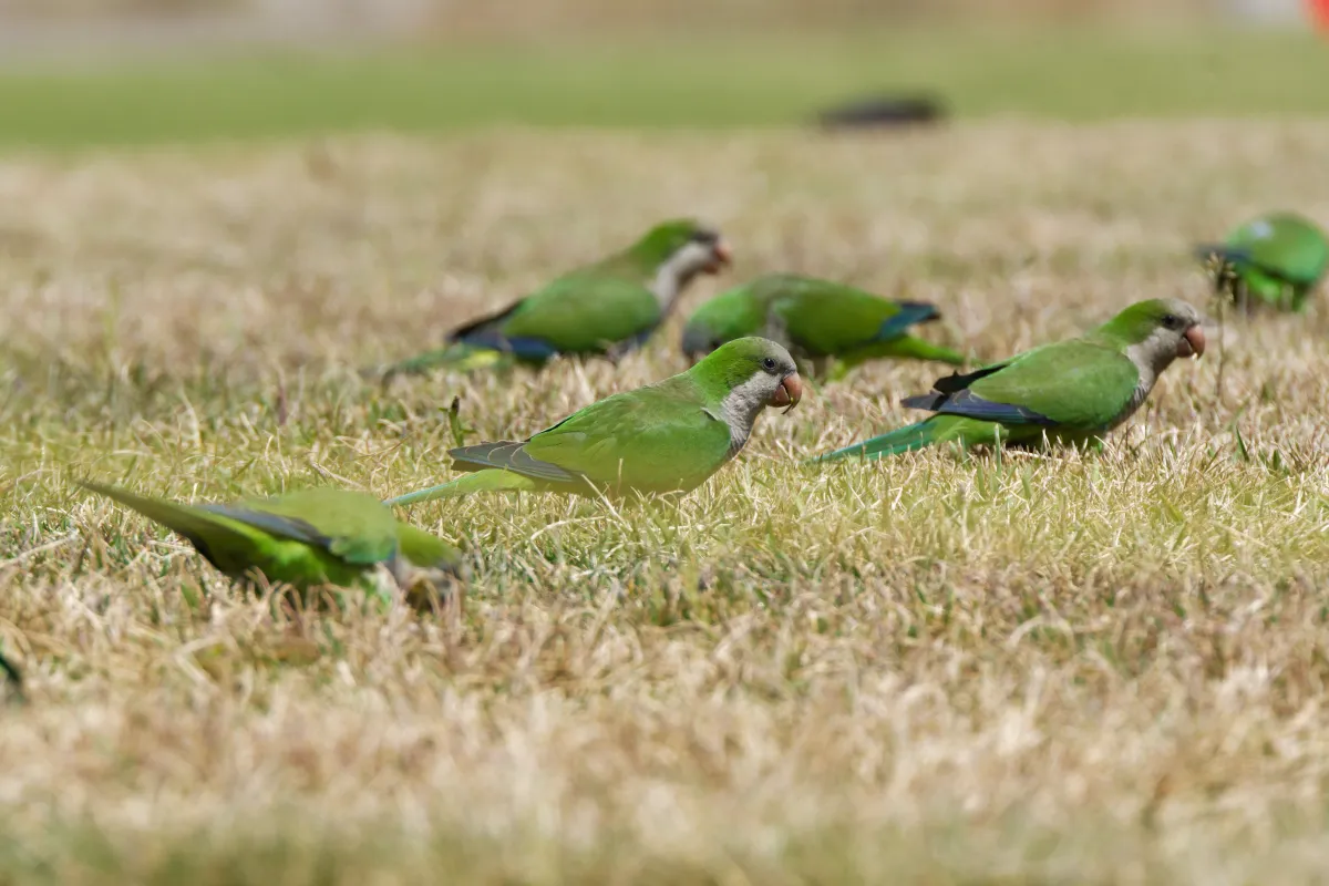 Oiseau sauvage dans son milieu naturel — photographie d’Yvon JACQUES