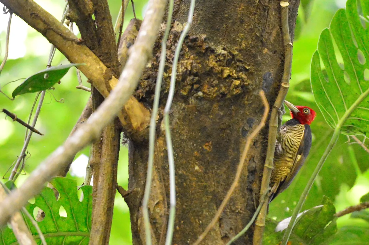 Pic photographié sur un arbre — photographie d’Yvon JACQUES
