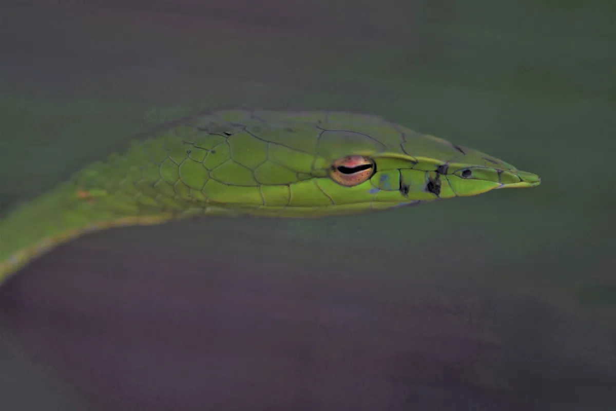 Serpent sauvage dans son milieu naturel — photographie d’Yvon JACQUES