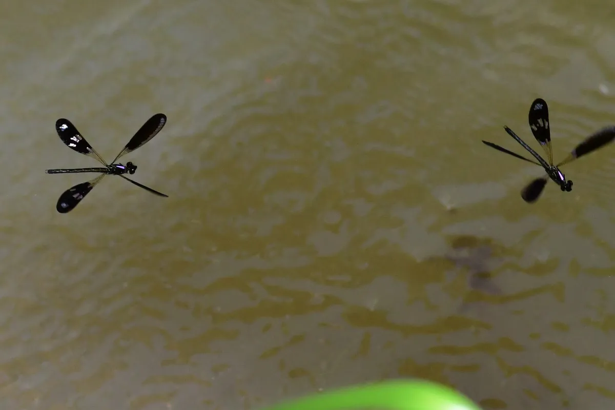Libellule du Vietnam dans un milieu tropical — photographie d’Yvon JACQUES