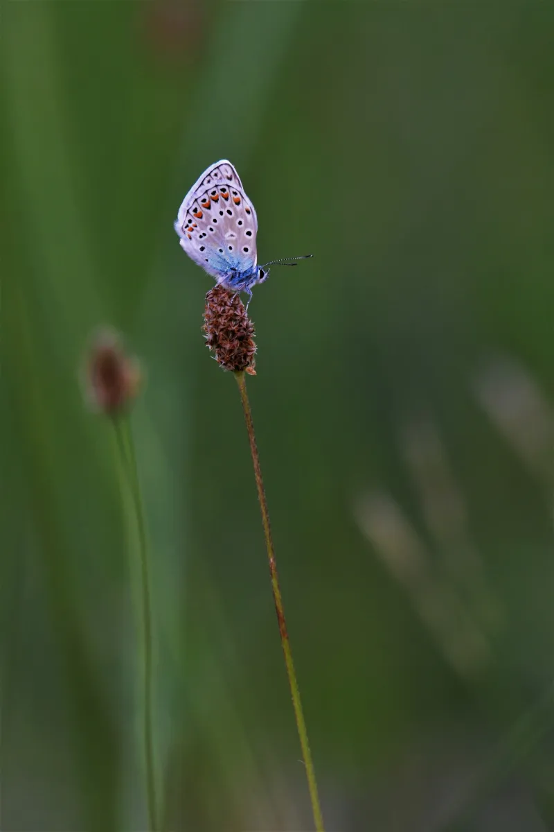 Papillon sauvage posé sur la végétation — photographie d’Yvon JACQUES
