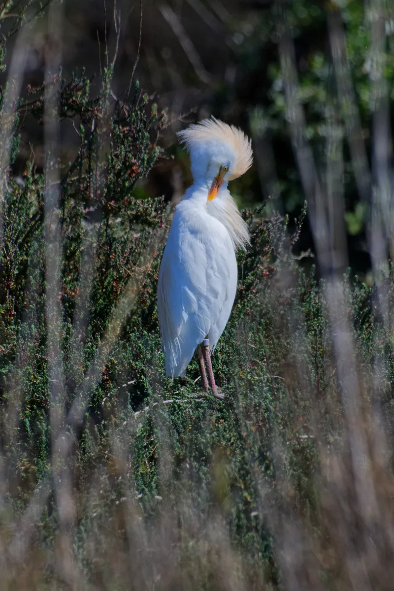 Oiseau sauvage au bec remarquable — photographie d’Yvon JACQUES