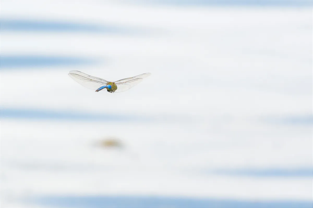 Photographie animalière artistique en high-key — photographie d’Yvon JACQUES