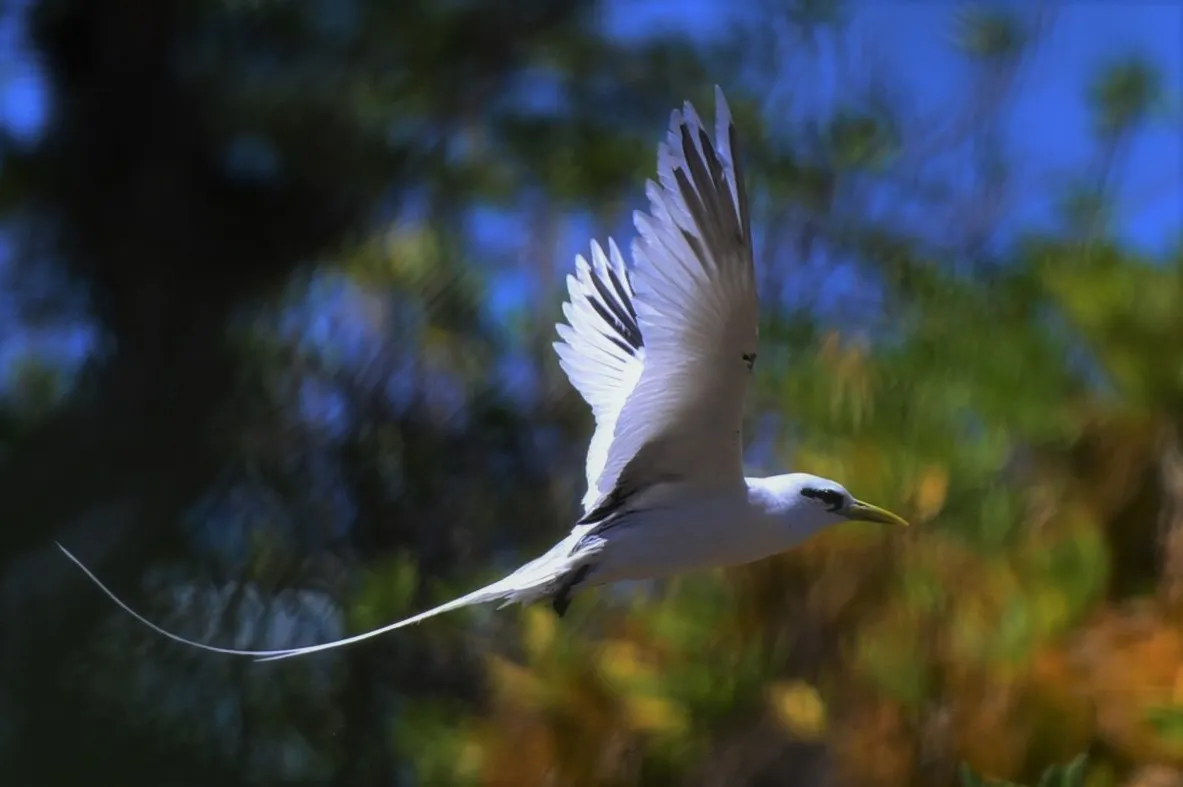 Oiseau sauvage dans son milieu naturel — photographie d’Yvon JACQUES