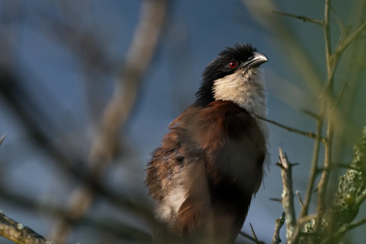 Faune, paysage ou rencontre en Afrique du Sud — photographie d’Yvon JACQUES