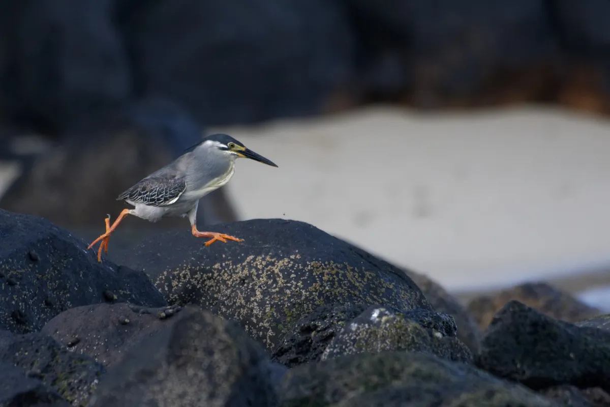 Oiseau sauvage dans son milieu naturel — photographie d’Yvon JACQUES