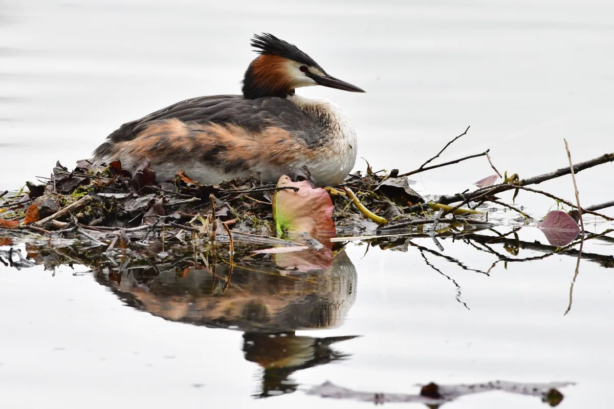 Oiseau sauvage dans son milieu naturel — photographie d’Yvon JACQUES