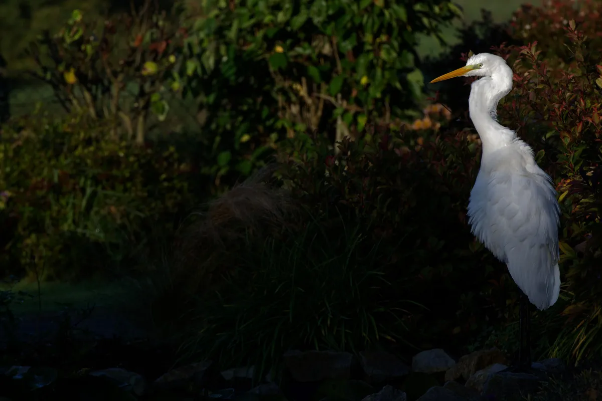 Oiseau sauvage au bec remarquable — photographie d’Yvon JACQUES