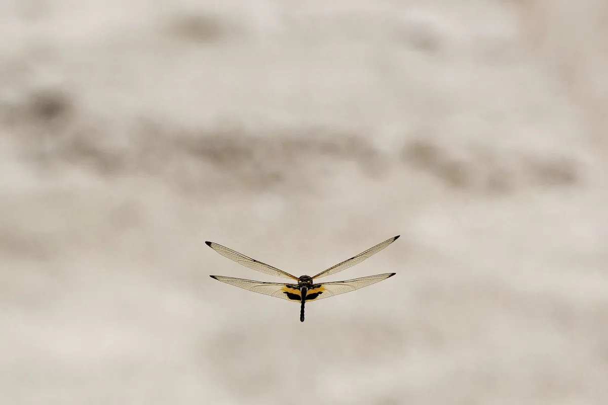 Libellule en vol, en ponte ou au repos — photographie d’Yvon JACQUES