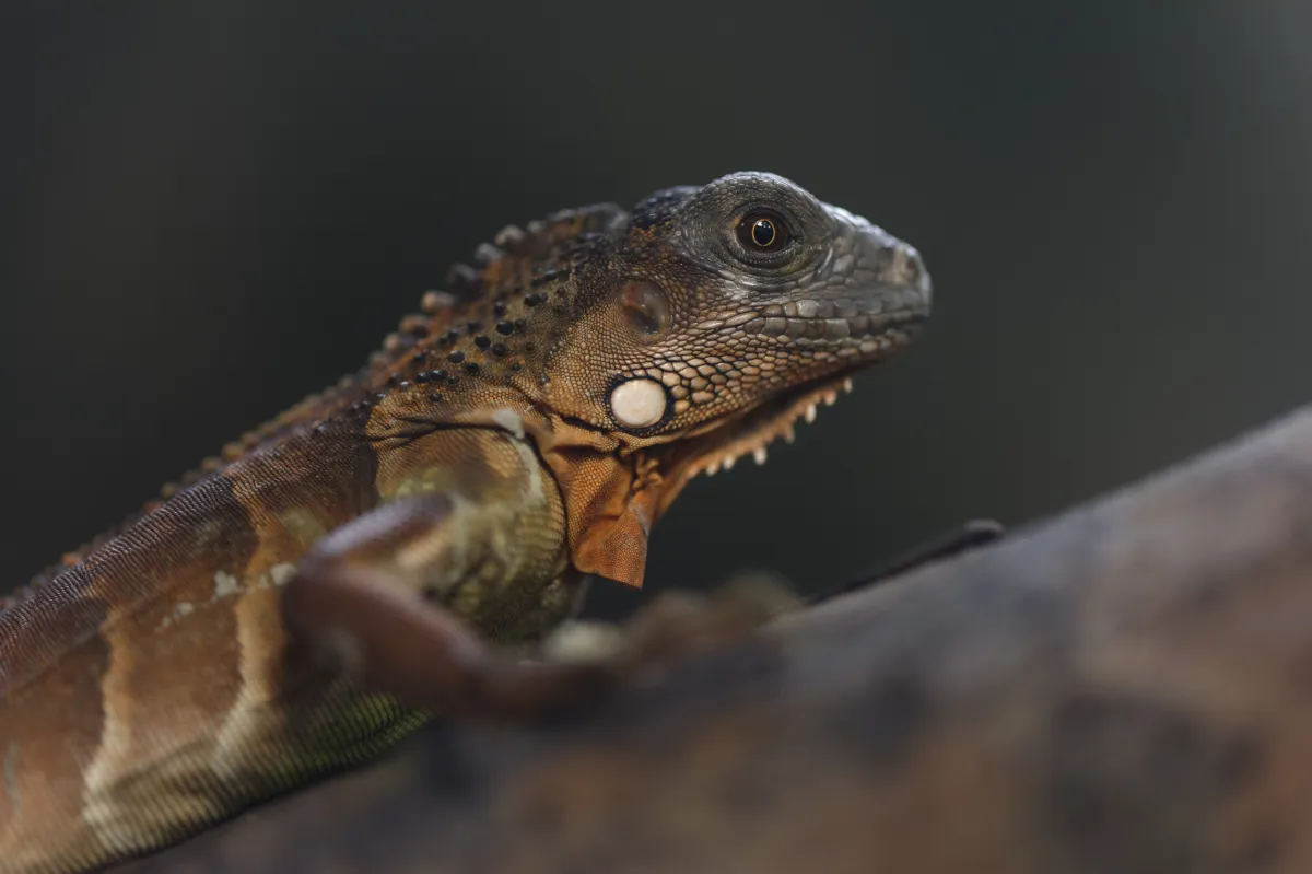 Lézard sauvage dans son habitat — photographie d’Yvon JACQUES