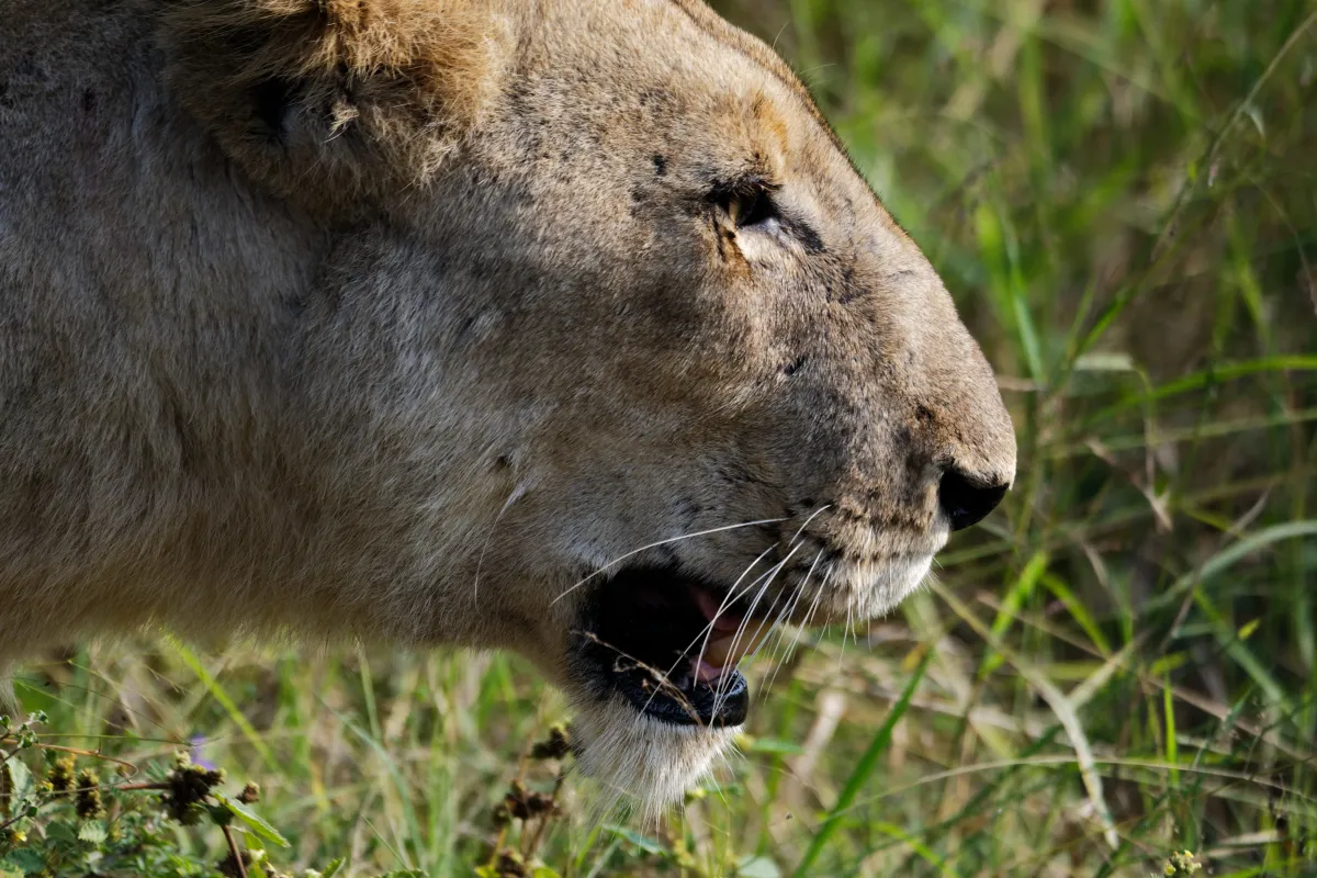 Faune, paysage ou rencontre en Afrique du Sud — photographie d’Yvon JACQUES