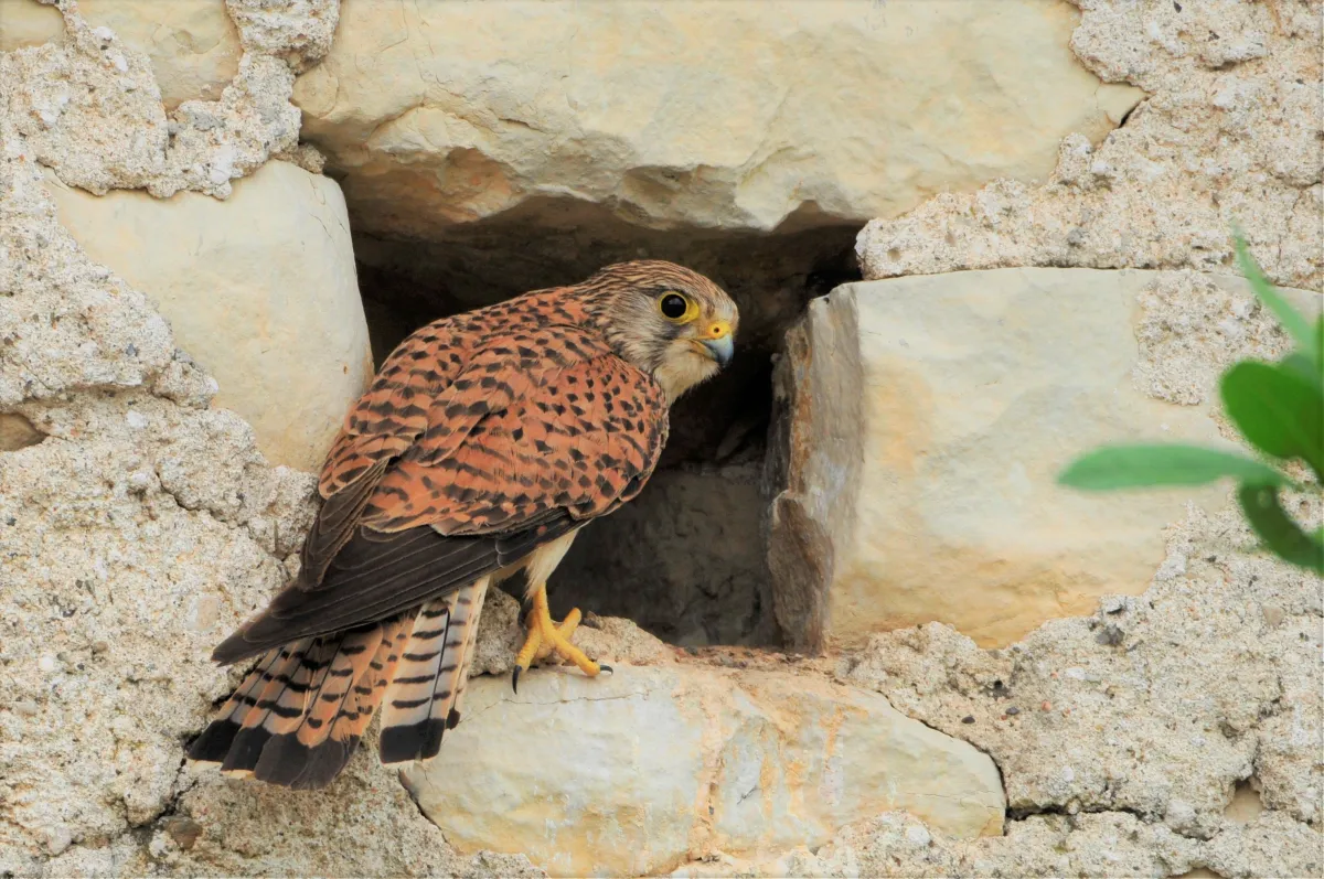 Oiseau sauvage dans son milieu naturel — photographie d’Yvon JACQUES