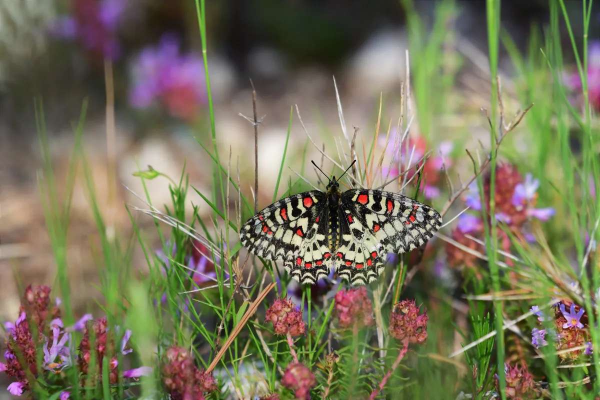 Papillon sauvage posé sur la végétation — photographie d’Yvon JACQUES