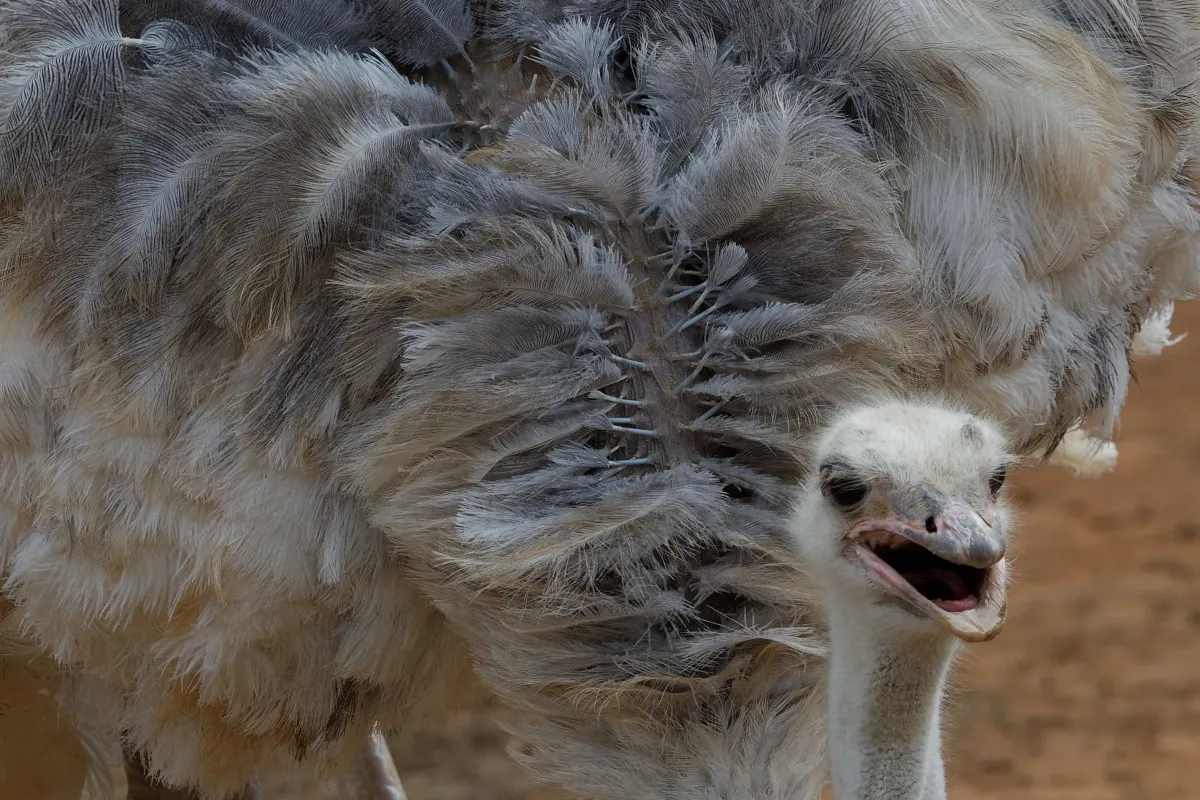 Faune, paysage ou rencontre en Afrique du Sud — photographie d’Yvon JACQUES