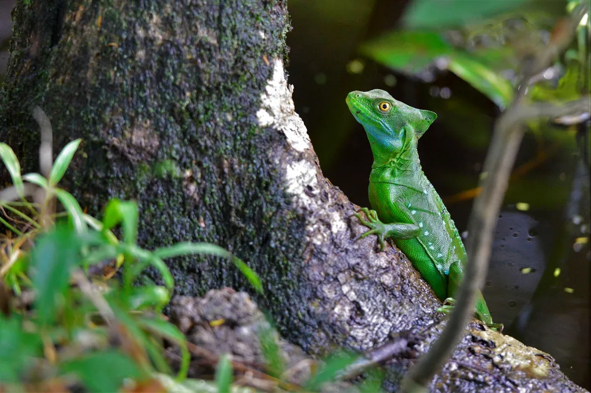 Lézard sauvage dans son habitat — photographie d’Yvon JACQUES
