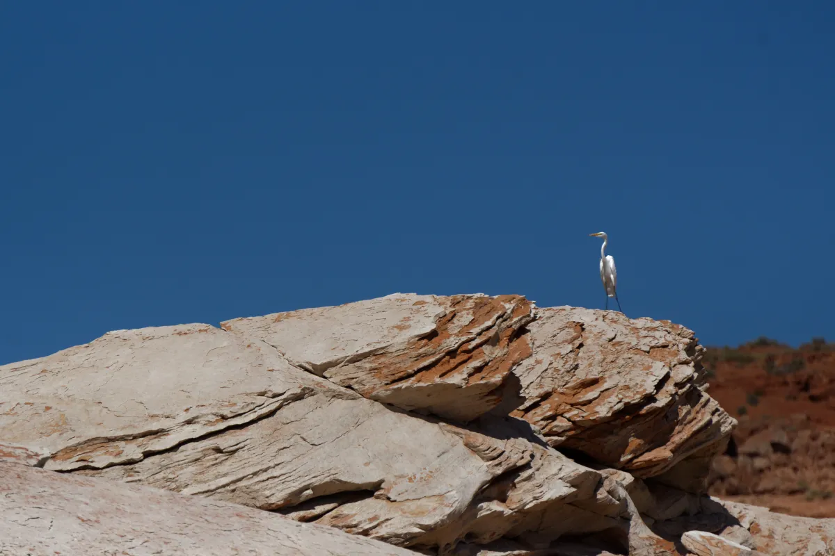 Faune ou paysage des grands espaces américains — photographie d’Yvon JACQUES
