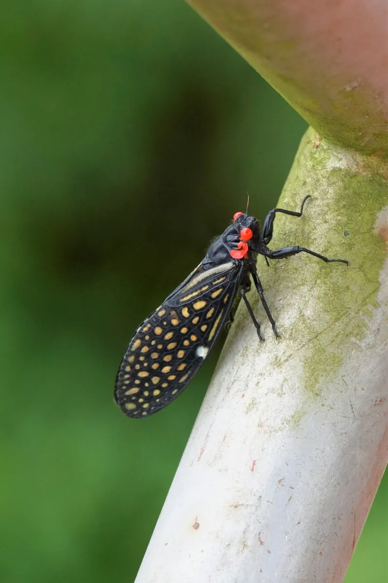 Insecte photographié en gros plan dans la nature — photographie d’Yvon JACQUES