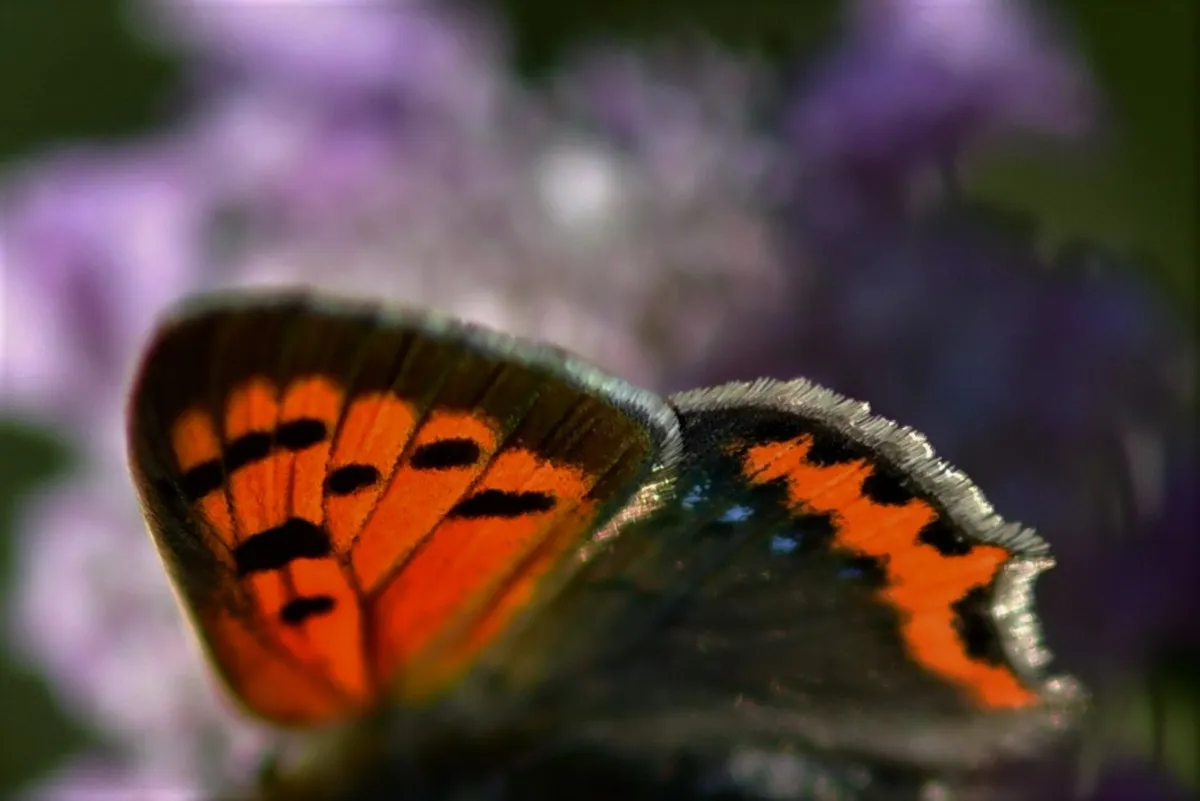 Papillon sauvage posé sur la végétation — photographie d’Yvon JACQUES