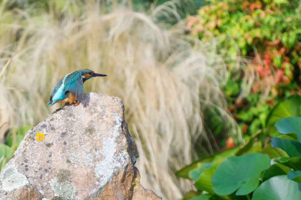 Oiseau sauvage dans son milieu naturel — photographie d’Yvon JACQUES
