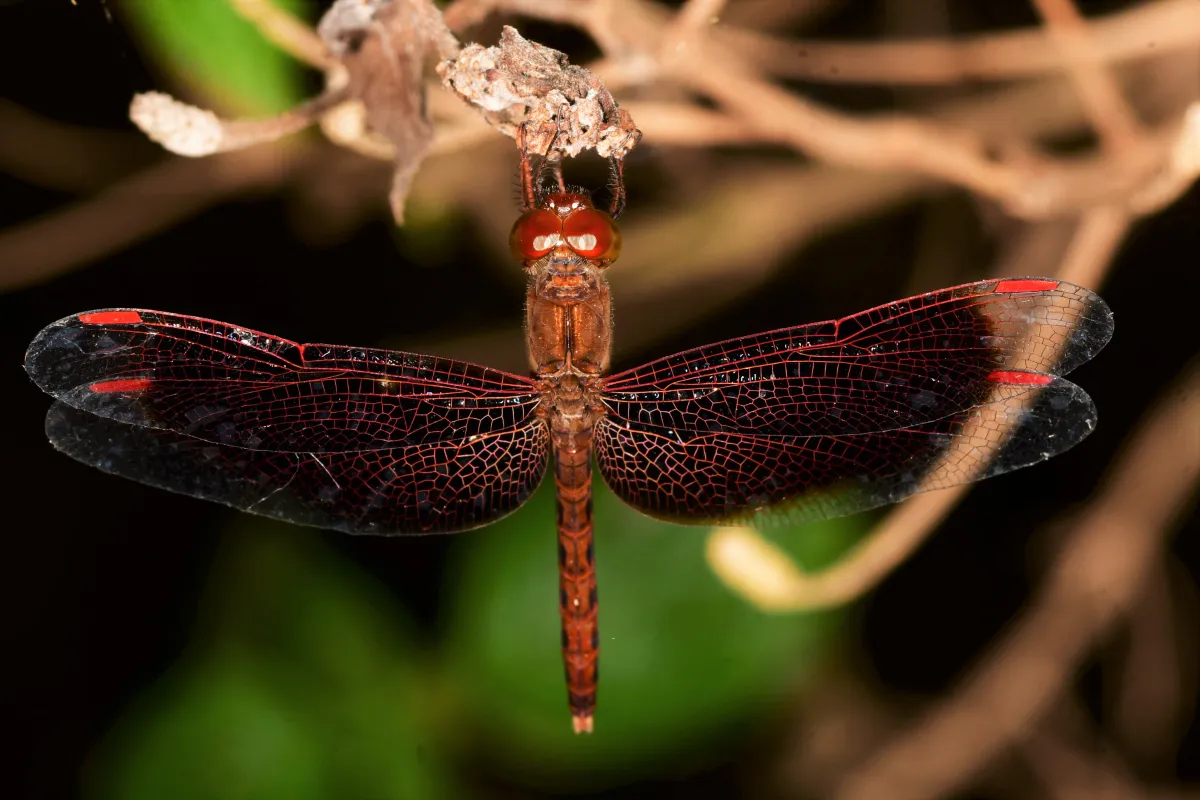 Libellule du Vietnam dans un milieu tropical — photographie d’Yvon JACQUES