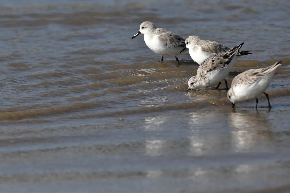 Oiseau sauvage dans son milieu naturel — photographie d’Yvon JACQUES