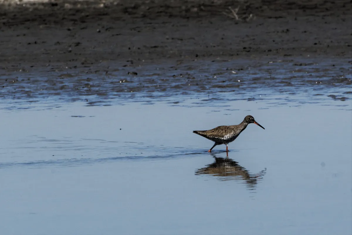 Oiseau sauvage dans son milieu naturel — photographie d’Yvon JACQUES