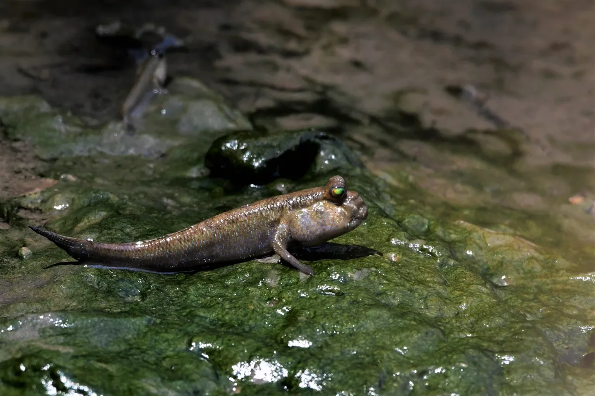 Périophtalme entre terre et eau — photographie d’Yvon JACQUES