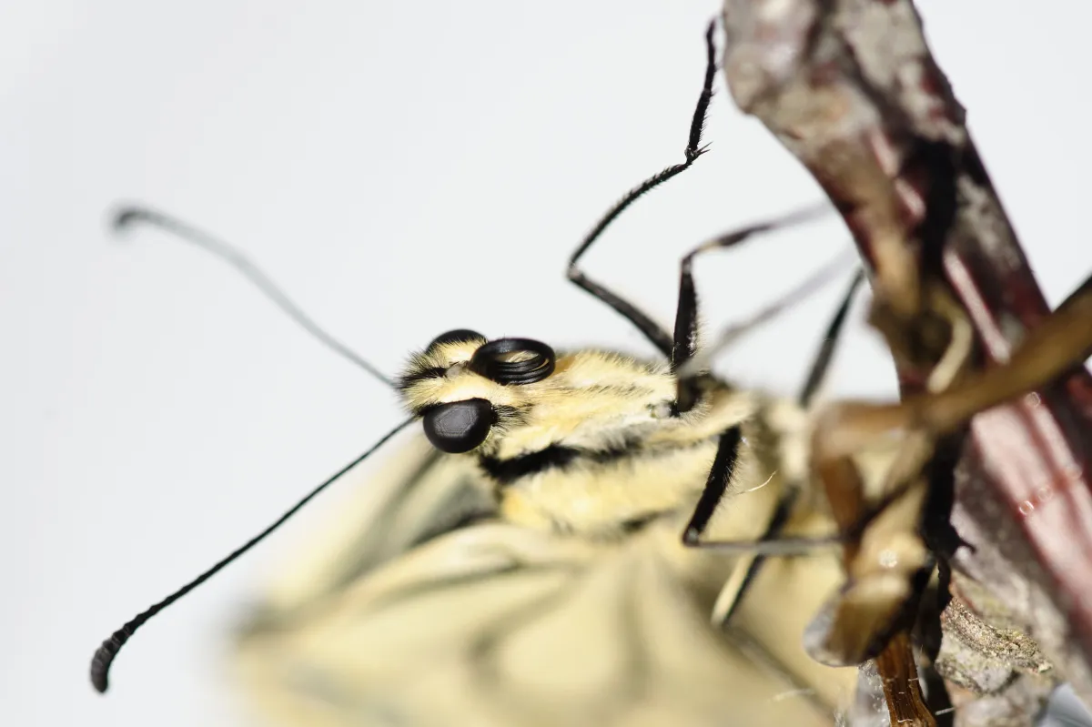 Naissance et métamorphose d’un papillon machaon — photographie d’Yvon JACQUES