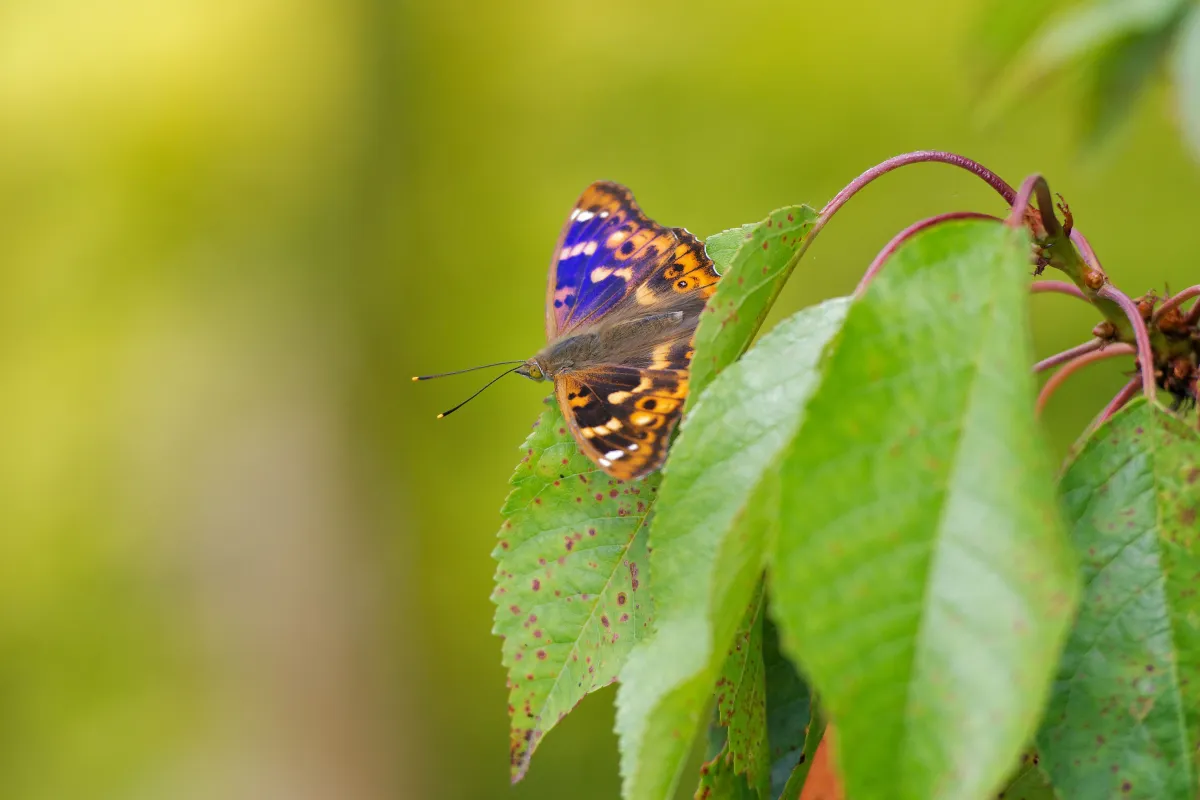 Papillon sauvage posé sur la végétation — photographie d’Yvon JACQUES