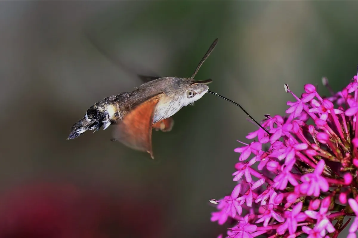 Papillon sauvage posé sur la végétation — photographie d’Yvon JACQUES