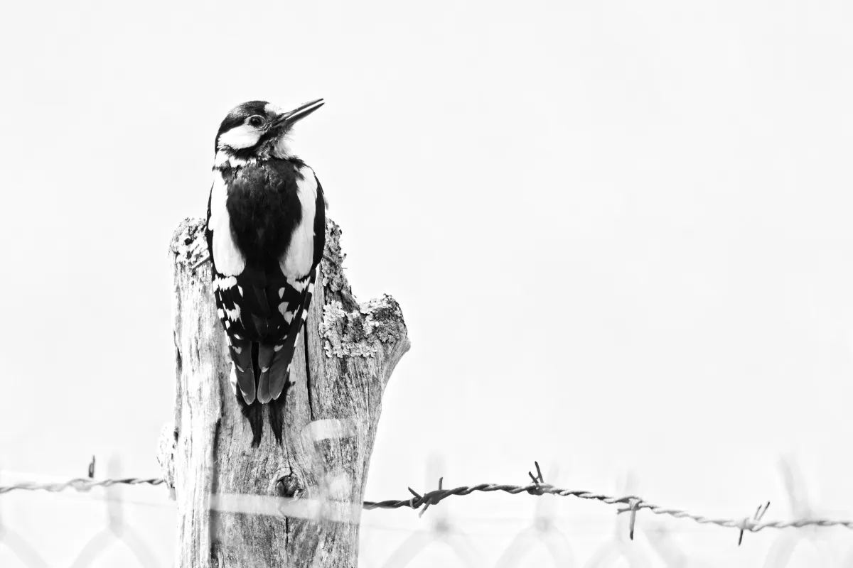 Photographie animalière artistique en high-key — photographie d’Yvon JACQUES