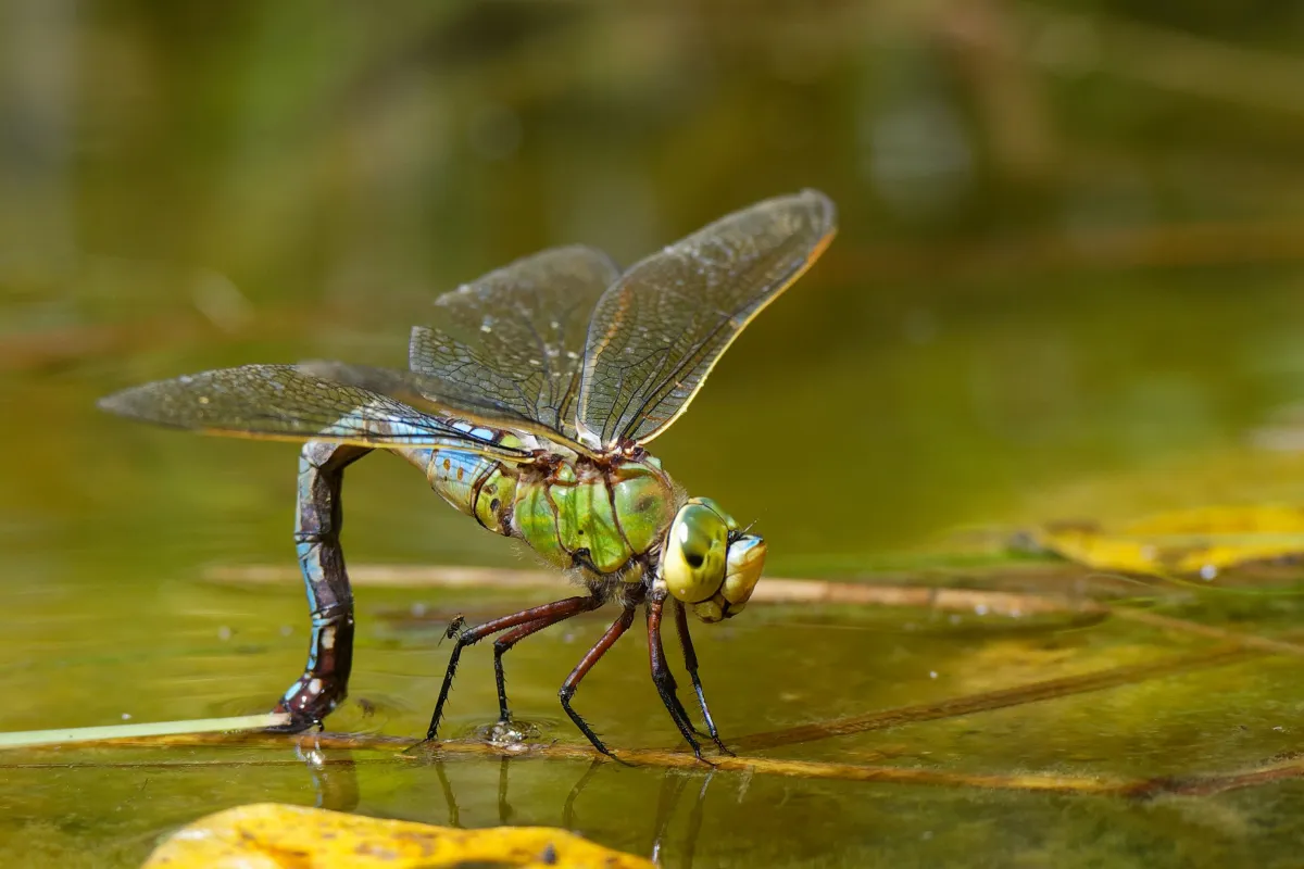 Libellule en vol, en ponte ou au repos — photographie d’Yvon JACQUES