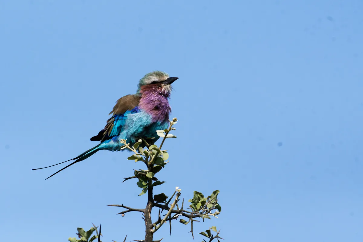 Oiseau sauvage dans son milieu naturel — photographie d’Yvon JACQUES