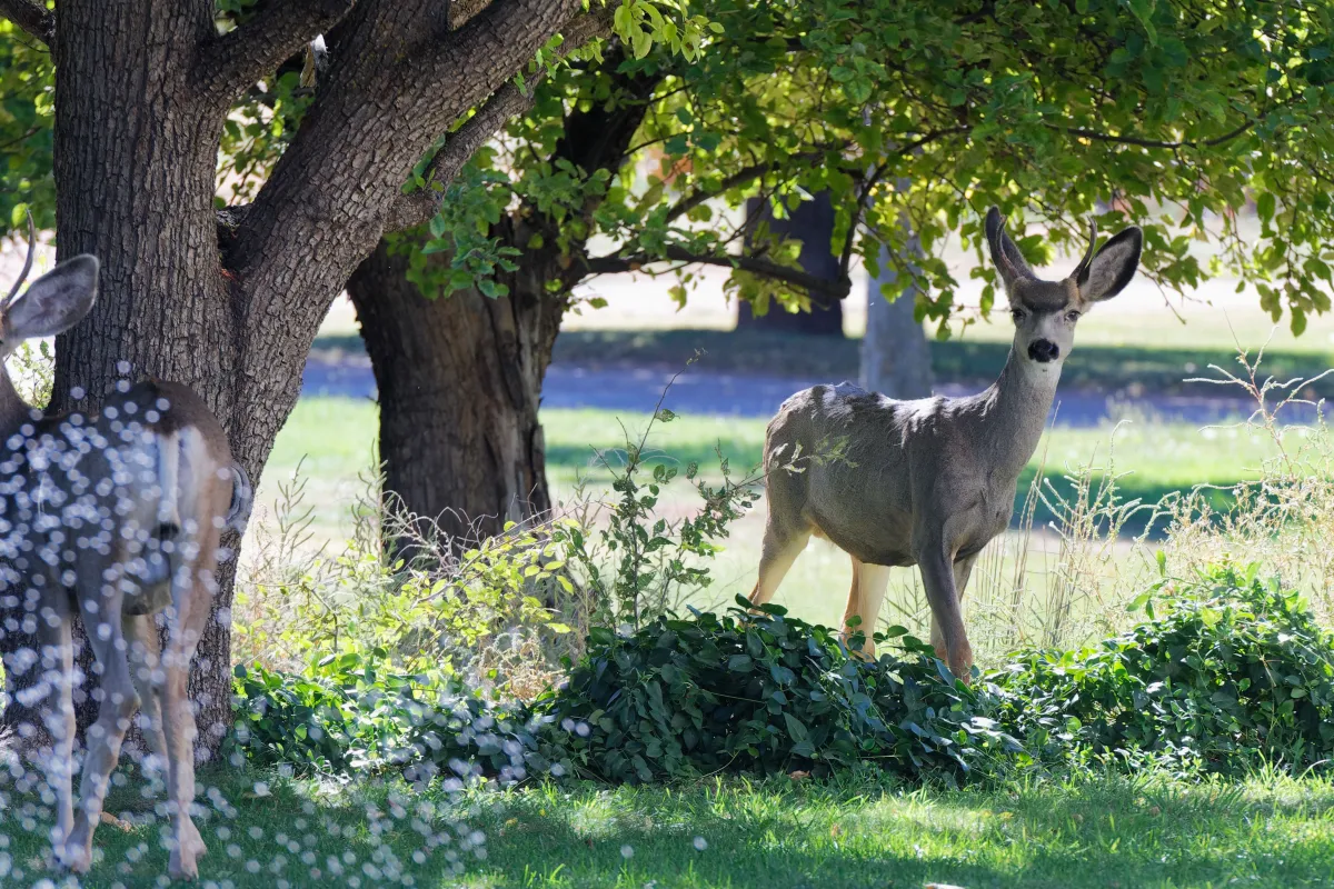 Faune ou paysage des grands espaces américains — photographie d’Yvon JACQUES